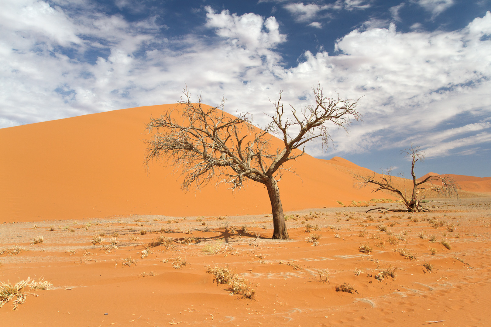 Le Désert Du Namib : Dunes Et Vlei | Voyages En Famille